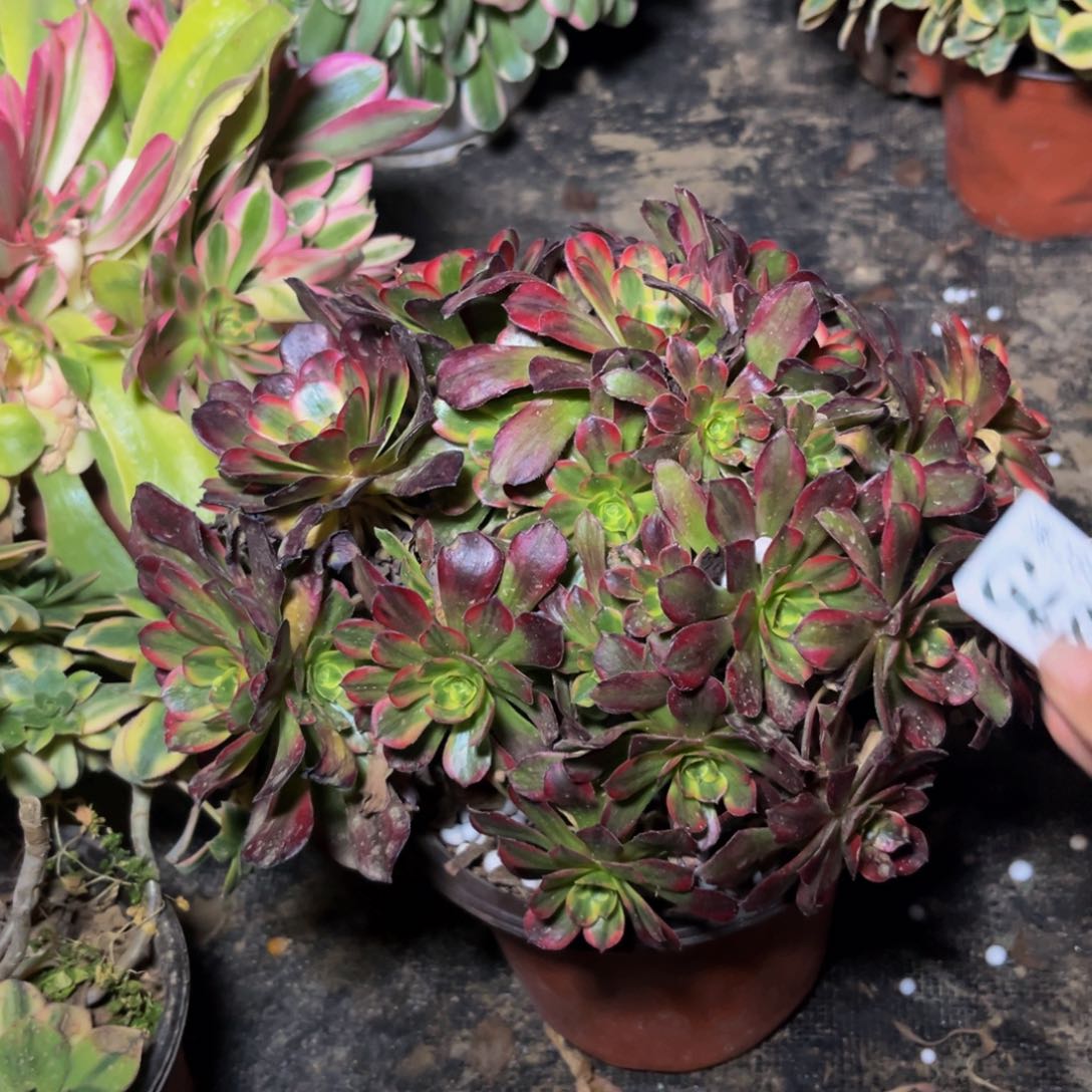 483多肉植物一物一拍