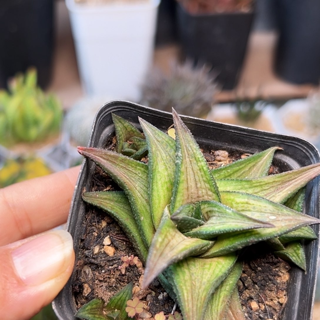 沙丘城群一颗一颗一颗