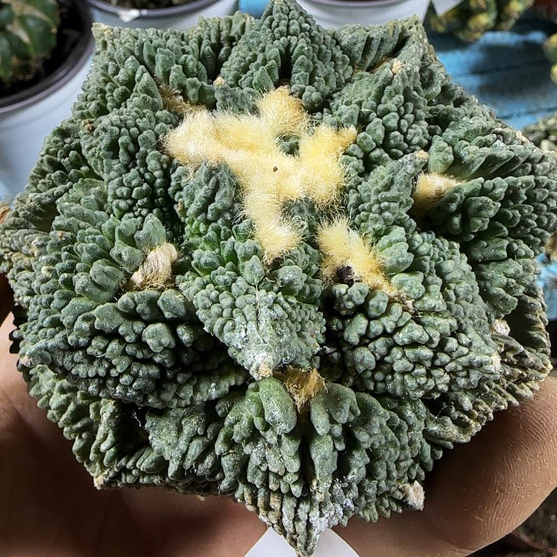 大牡丹409仙人球开花