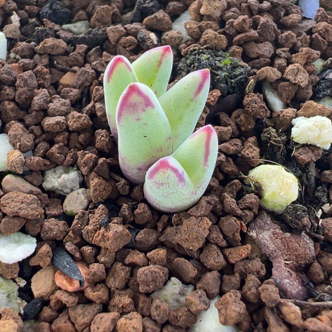 985多肉植物种类多样