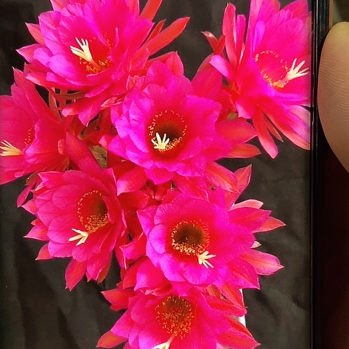 金妞 紫罗兰/侧芽歪20包邮/