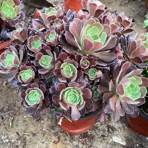荷兰玫瑰玫瑰玫瑰