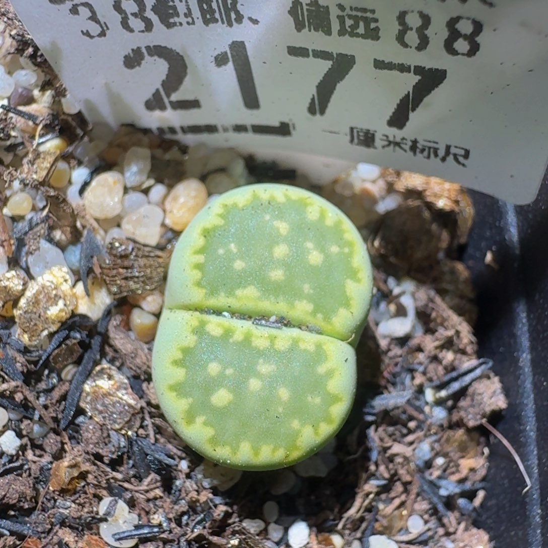 zzzzz生石花肉锥2177