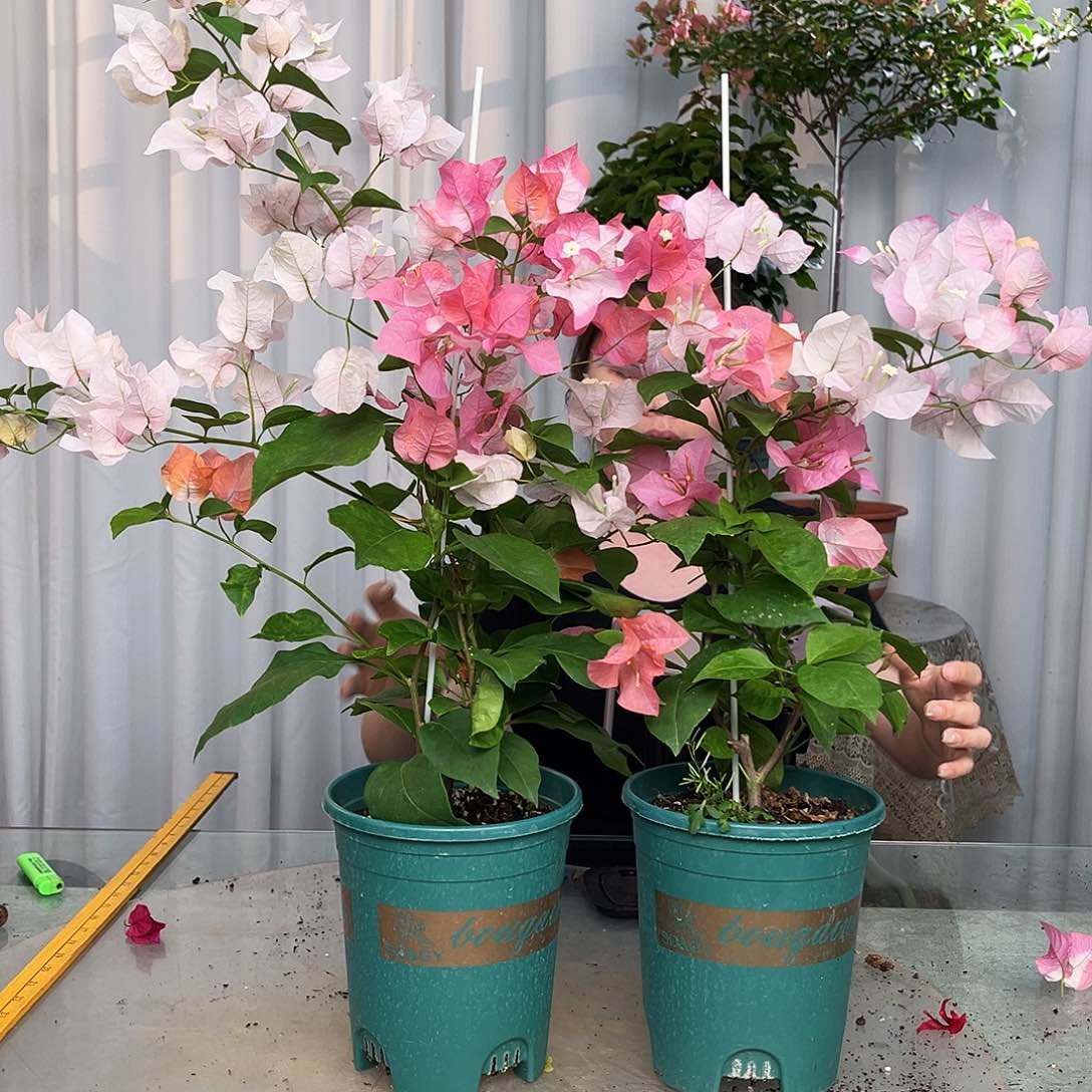 当前无花栽培后可以开花橙口红带竹一颗，带花