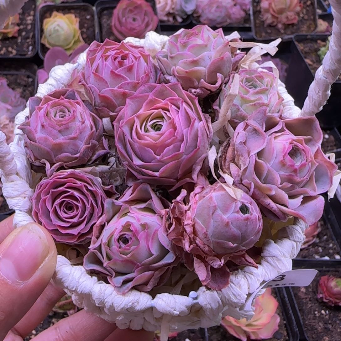 半城玫瑰优选花篮623