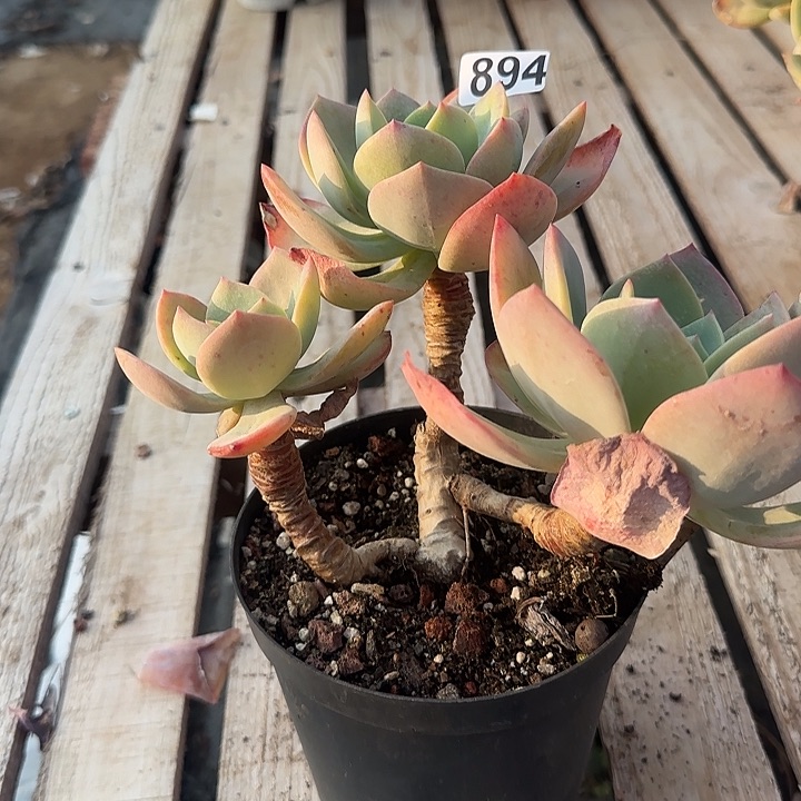 邱*姐894血凤脱土发货不退不换