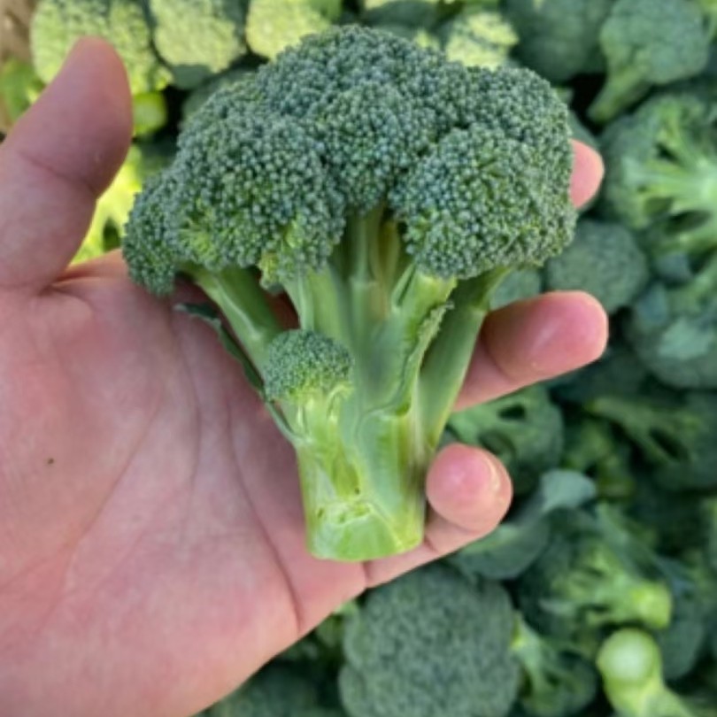 露天种植西兰花 小耳花 新鲜西兰花 小西兰花3斤 包邮