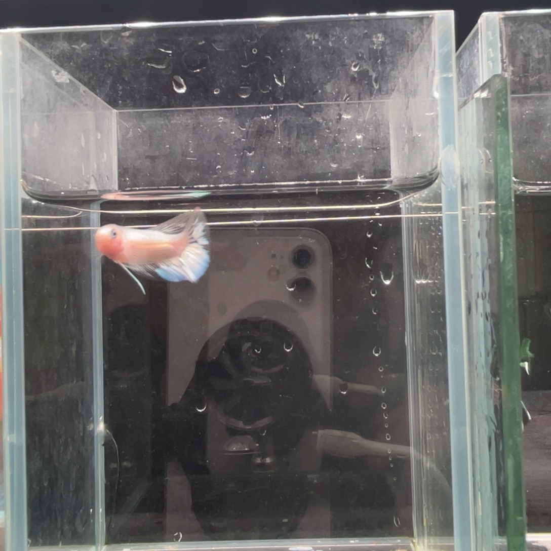 海水鱼精品印尼斗鱼10