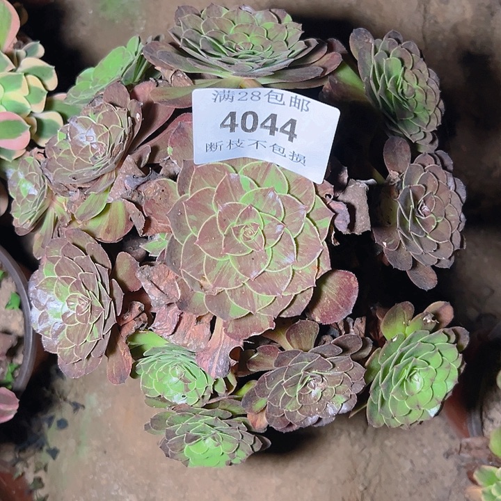 4044花月夜多肉植物