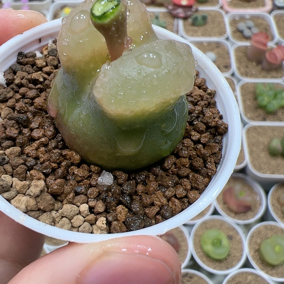 【闪购商品】65 带盆