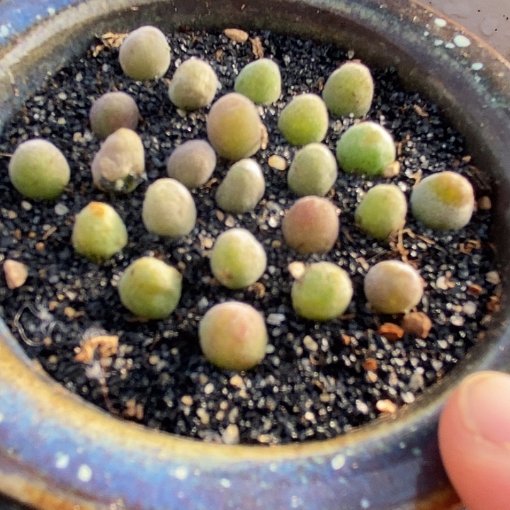 6526宝辉样本一颗         