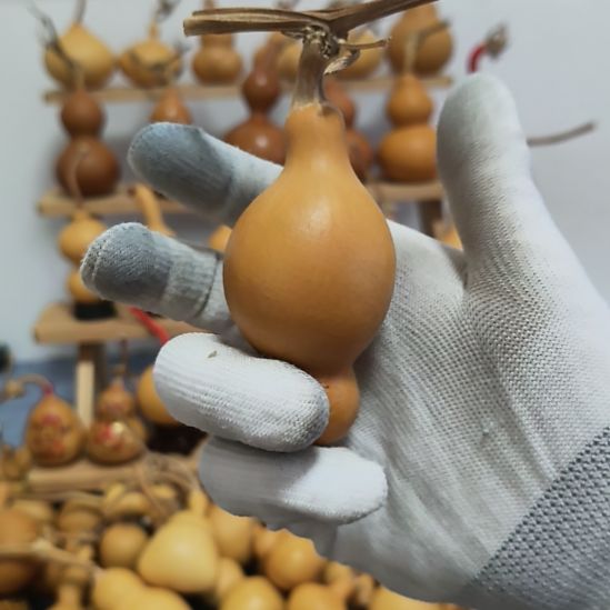 直播专用链接天然葫芦