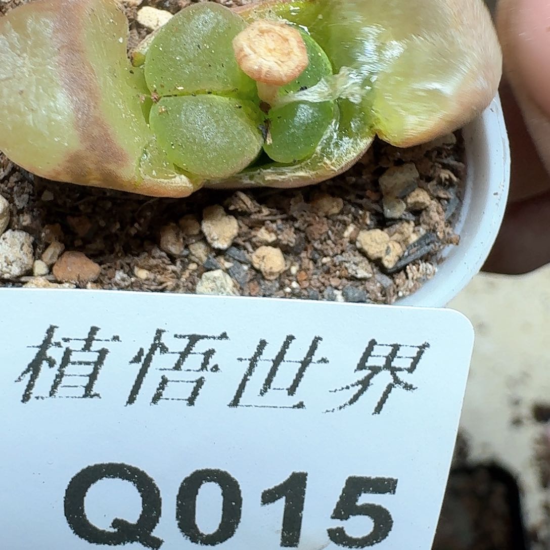 015号多肉植物哇g g