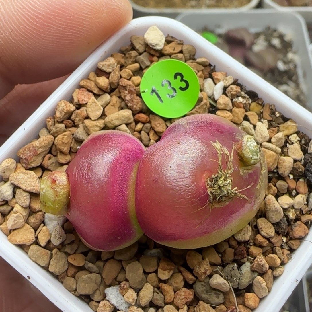 缀化灯泡群多肉植物133