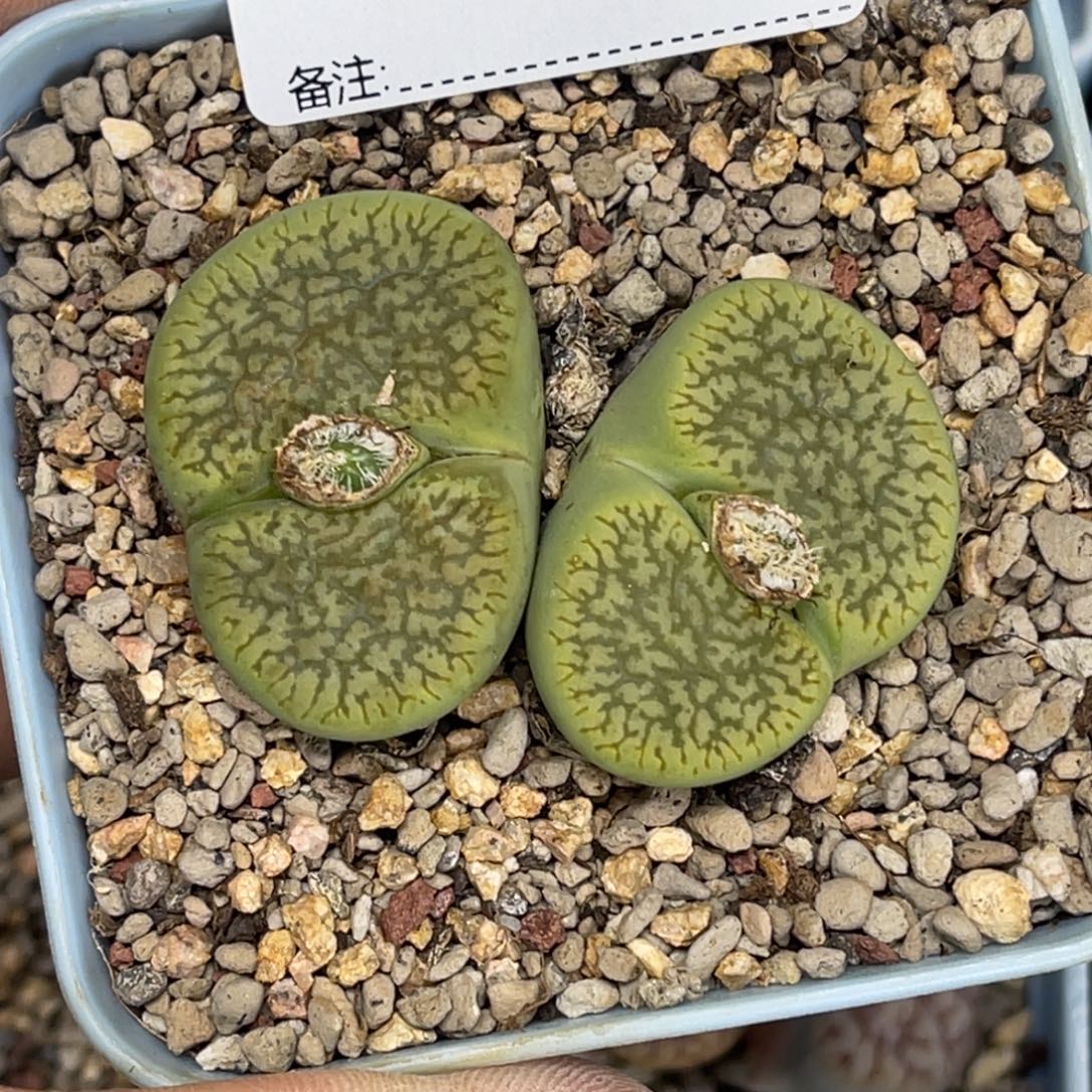 1611双头绿富阳1单卡3.3生石花