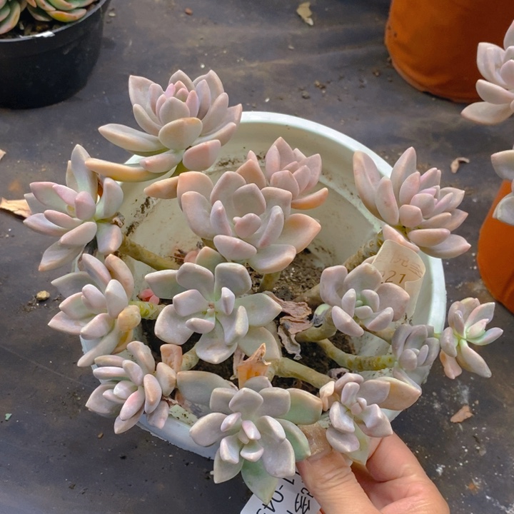 夏悦多肉0211-9.9冬美人