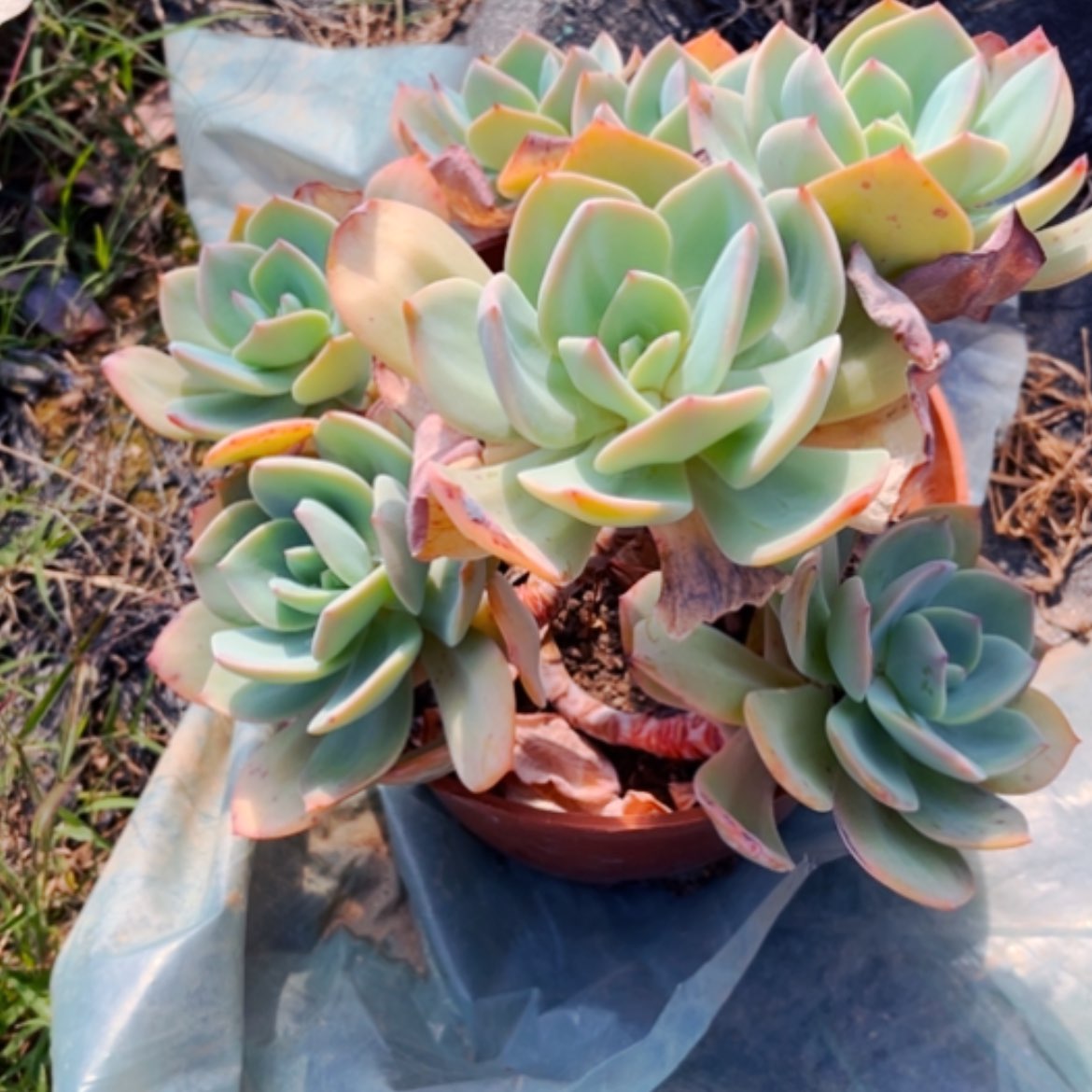 【闪购商品】可*白凤