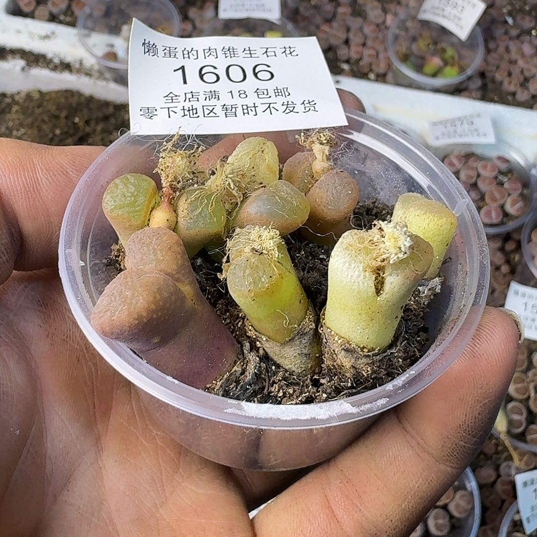 1606 哈哈哈哈哈哈哈哈哈