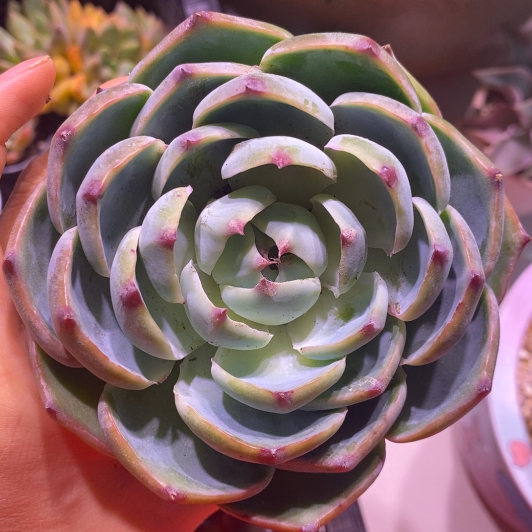 带盆发货一物一拍所见所得