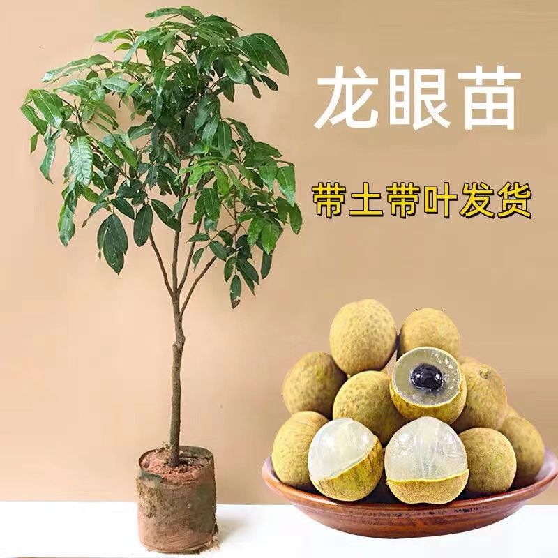四季结果龙眼荔枝果树苗四季种植嫁接苗桂圆苗地栽庭院种植带土