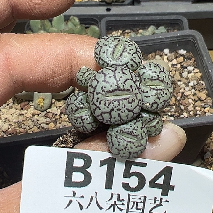 154号唐草墨小锥多肉植物