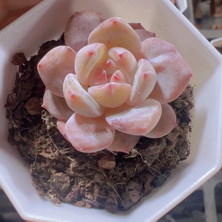 冰魄精品多肉植物大战