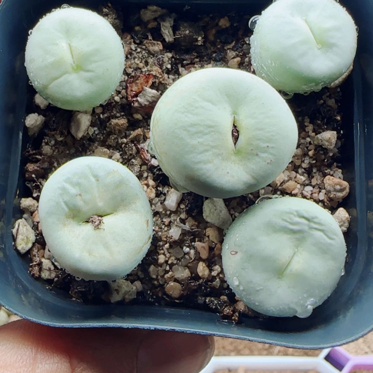 【闪购商品】19884