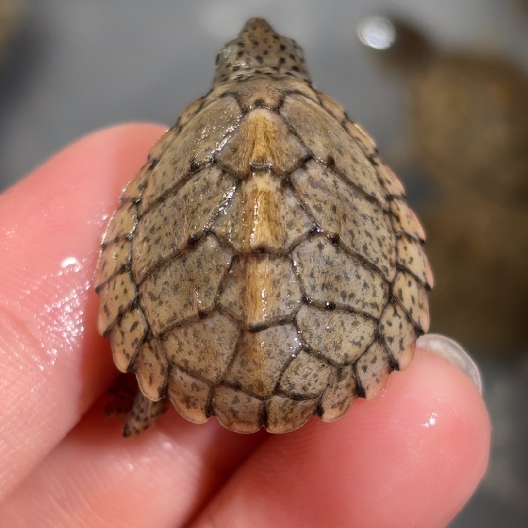 宠物龟不分公母增生粗满文黑刀