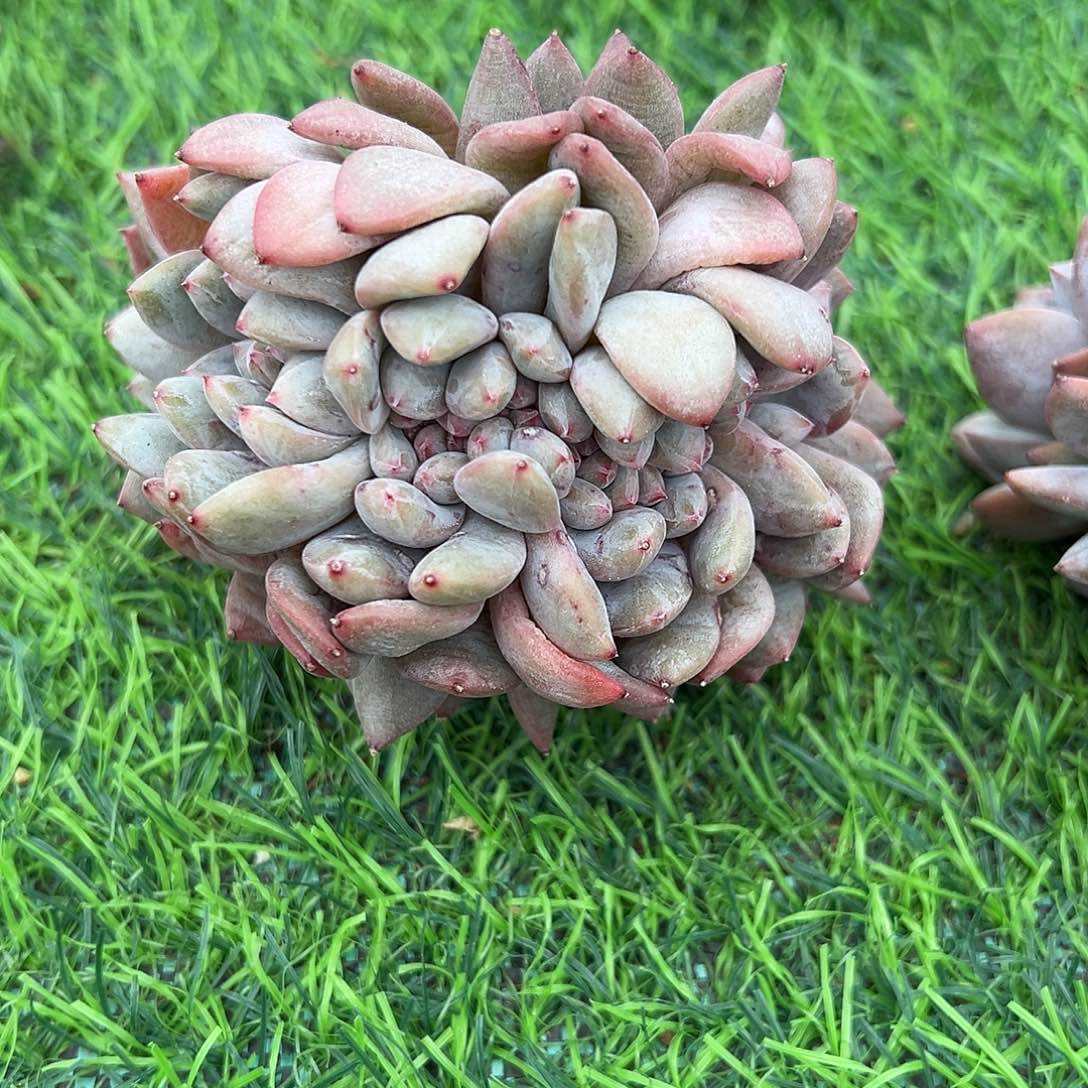 野*啊石榴籽星影小树福利