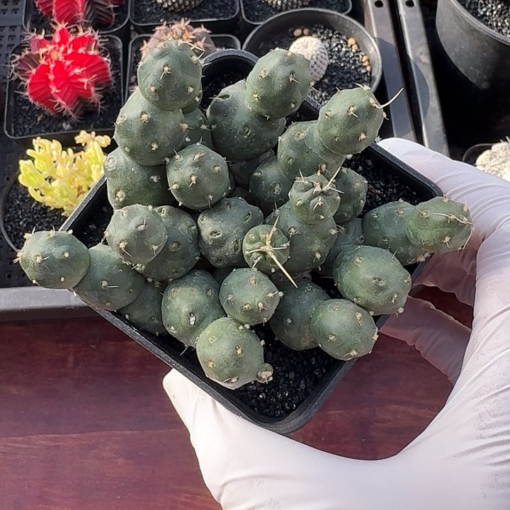 骑兵团扇仙人球123