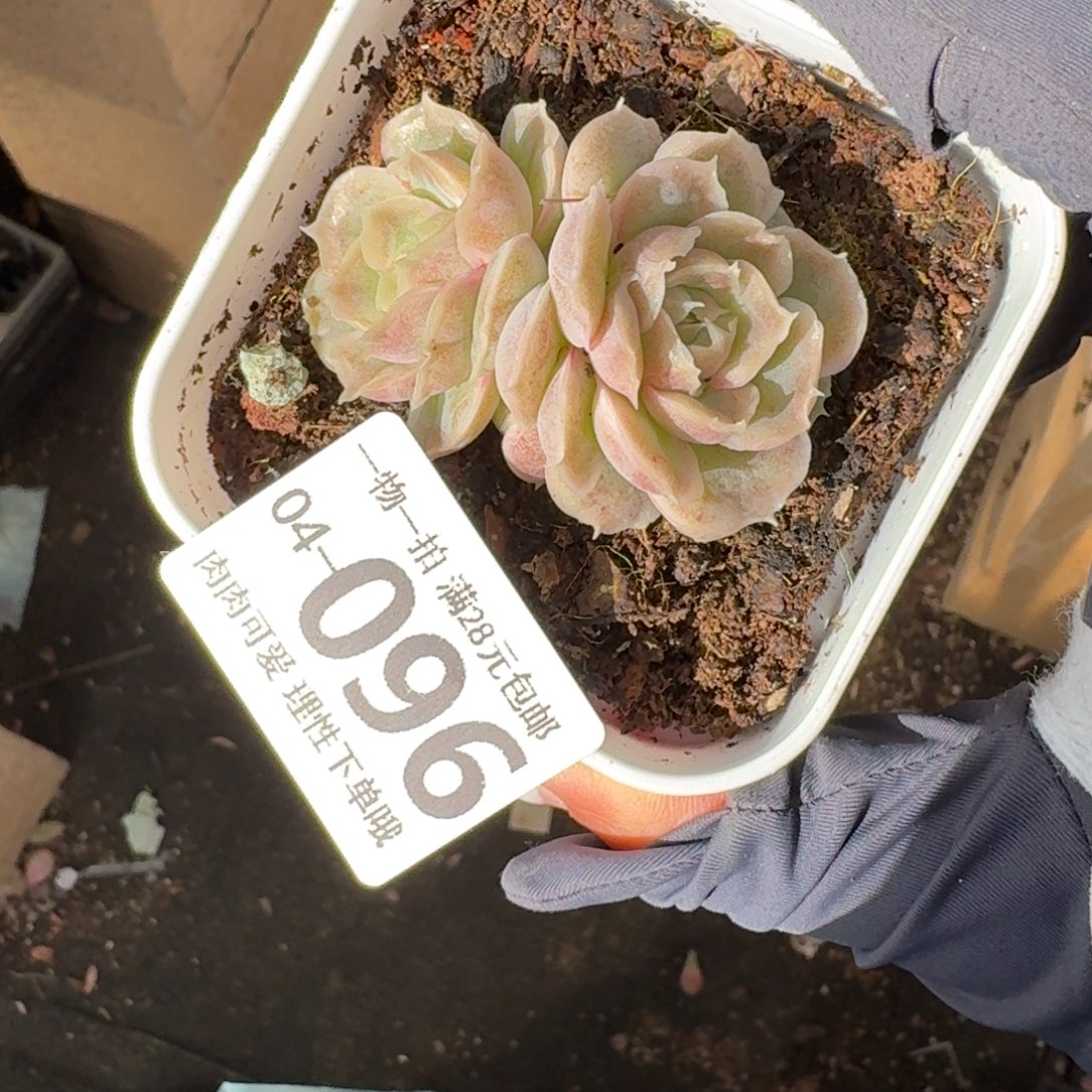 水晶虾饺无盆土发货