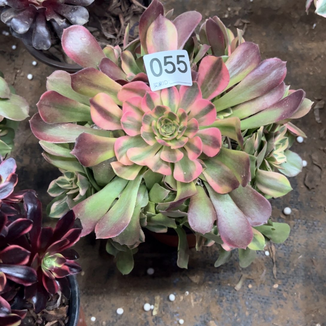 055号香妃多肉植物