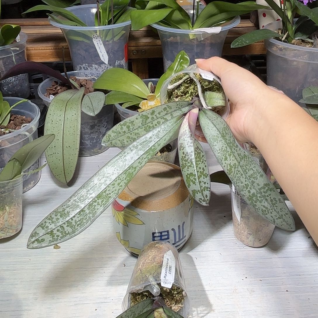 水***头当前无花栽培后可以开花蜜雪儿