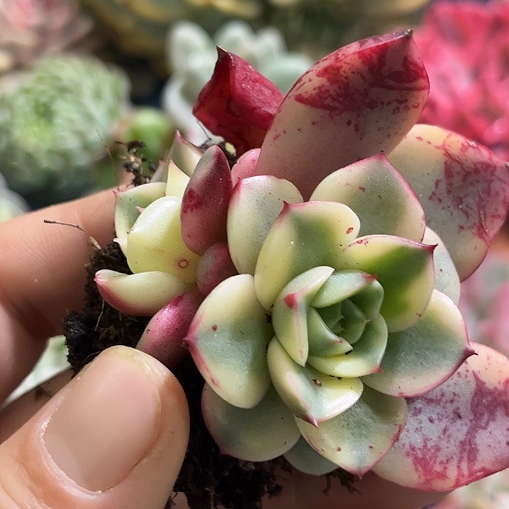 417斗牛士腹轮锦底座多肉植物