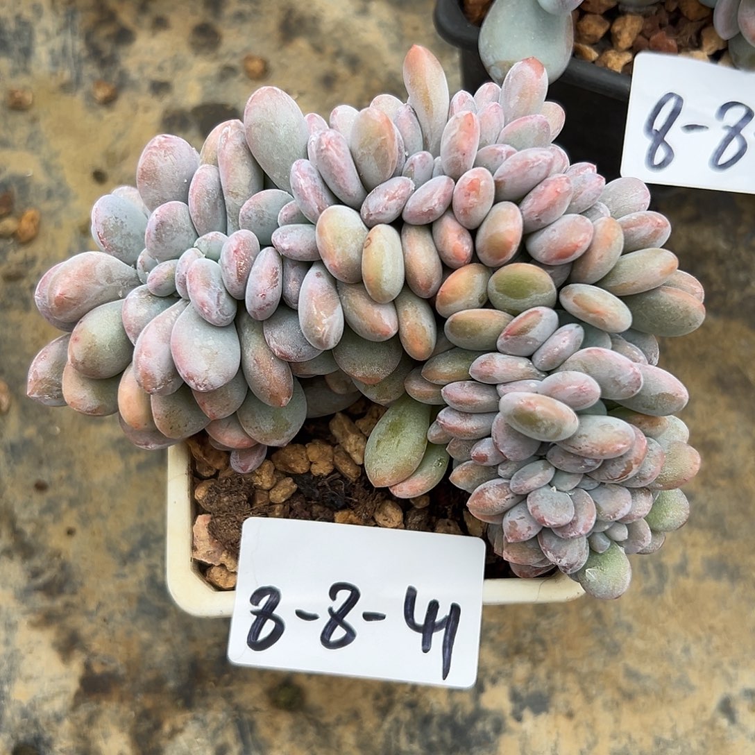 t****8-8-41粉兔缀多肉植物