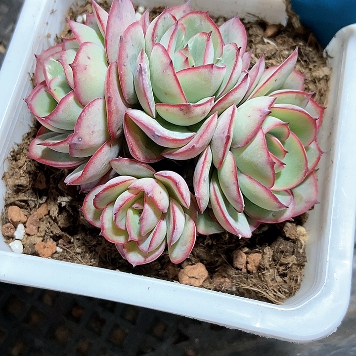 多肉植物牡丹亭a 121