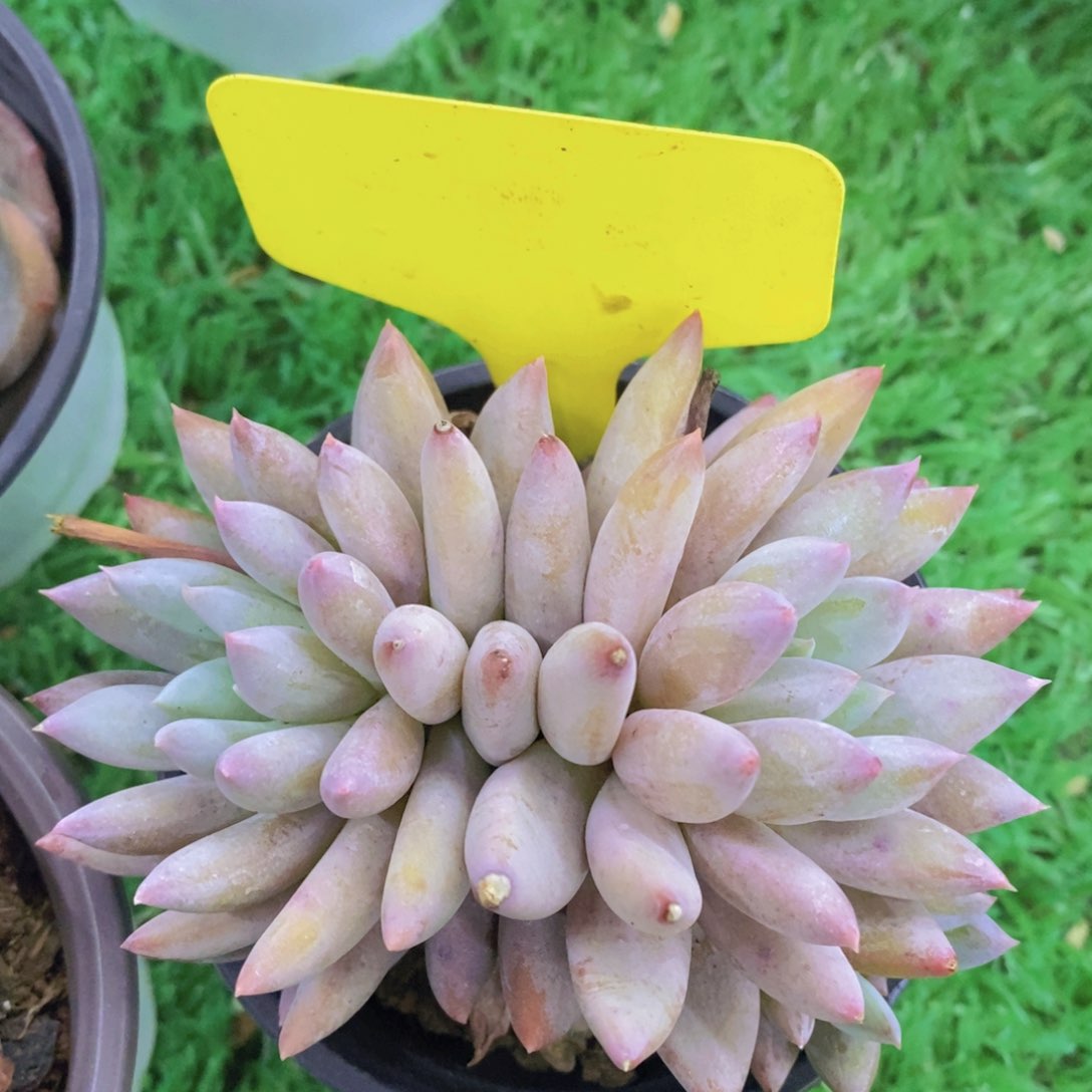 多肉植物，一物一拍