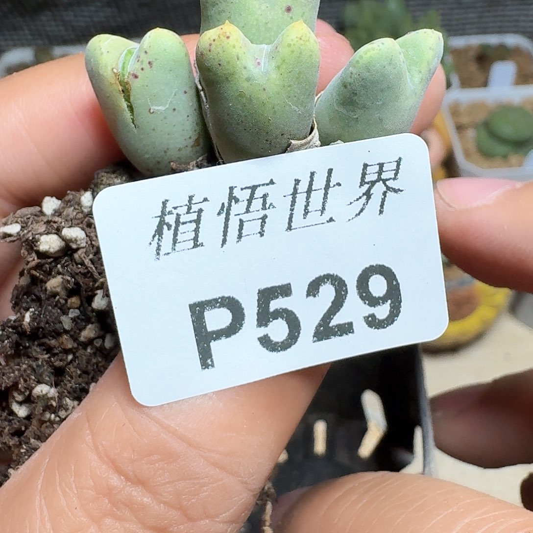 529盒多肉植物哇fv