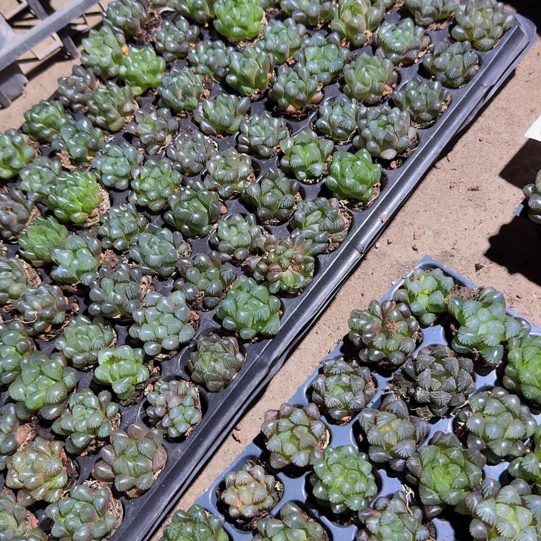105孔玉露15颗带血盘量拍