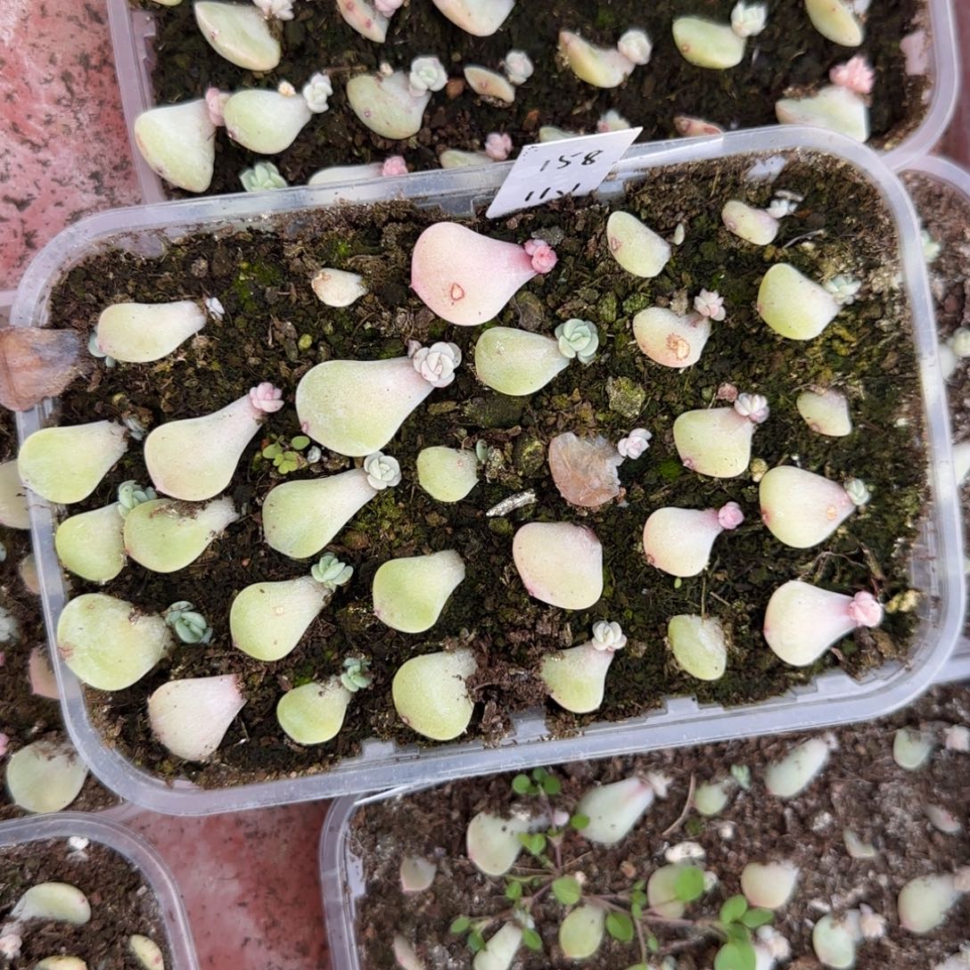 3个P158 芝麻穴满25包邮