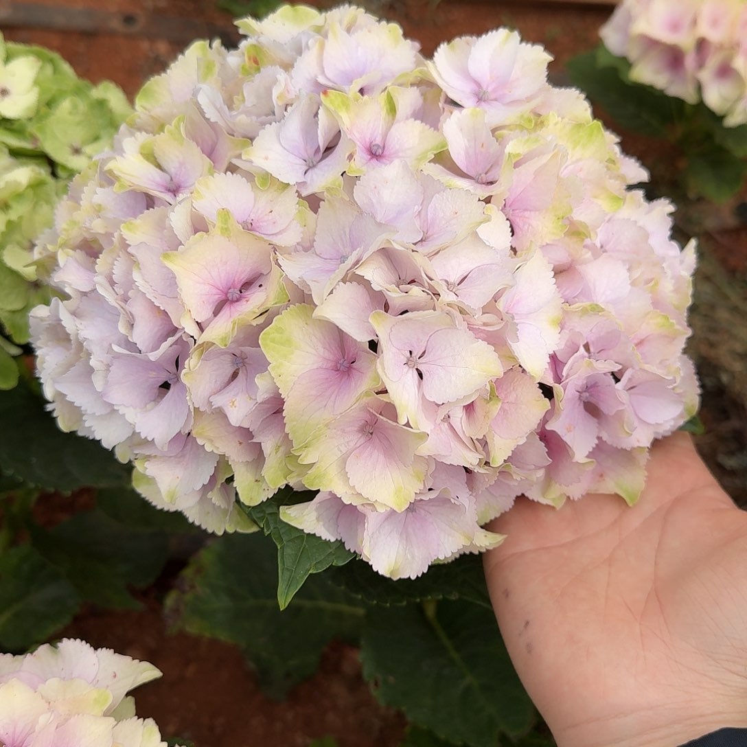 158 号！3支起顺丰空运包邮