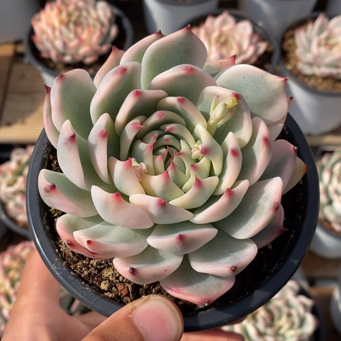 初**院吉娃娃锦多肉植物