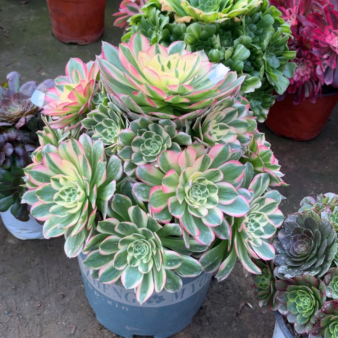 多肉植物海王1178