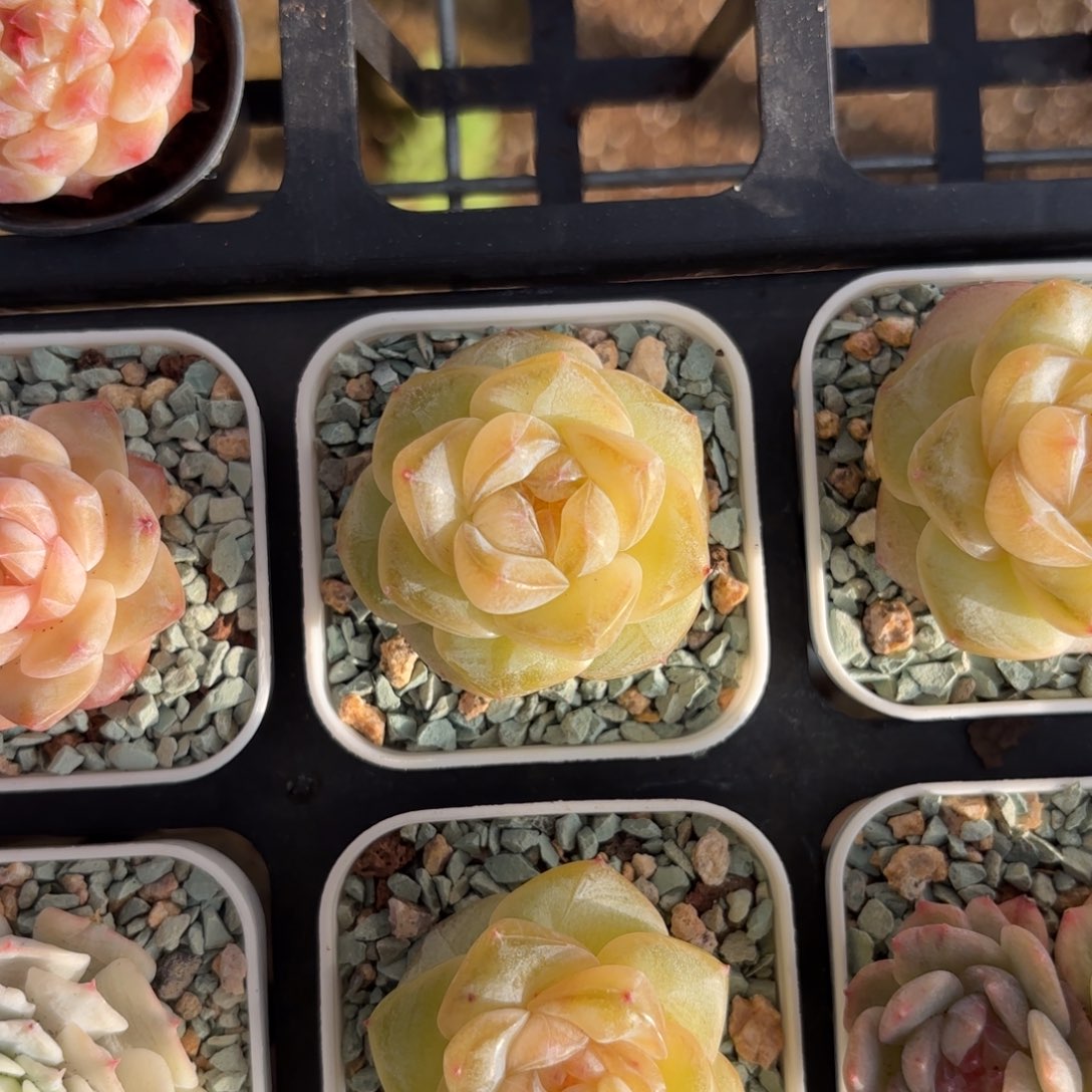 琥珀糖心一物一拍