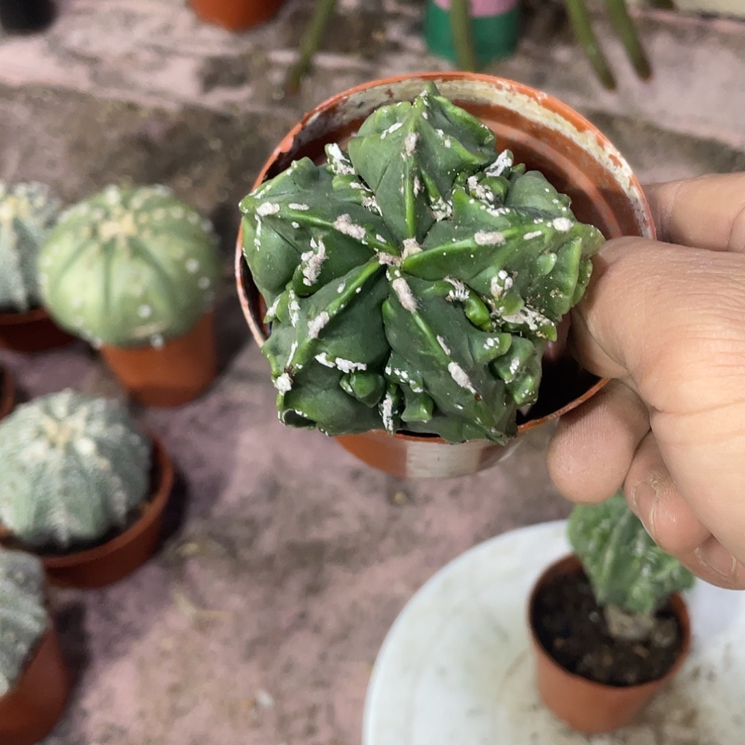 万***意无花朵核桃仙人球仙人掌