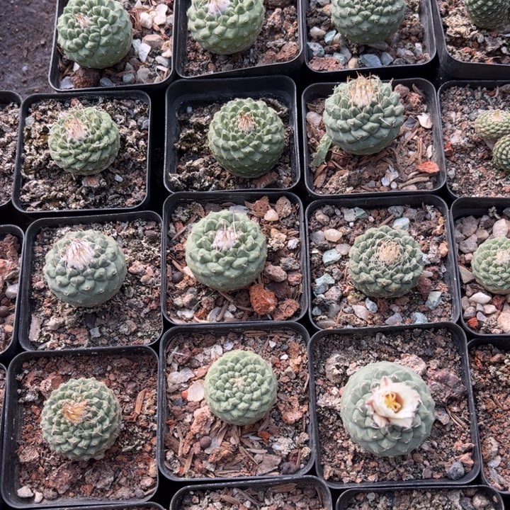 实生名球菊水好养皮实