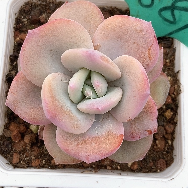 多肉植物奶茶1881