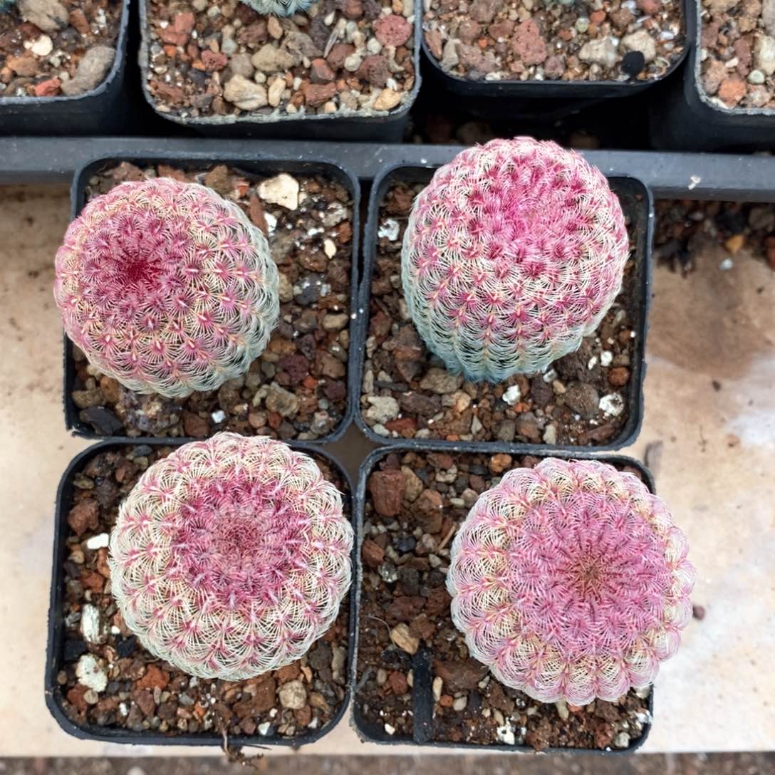 仙人球4个20红太阳