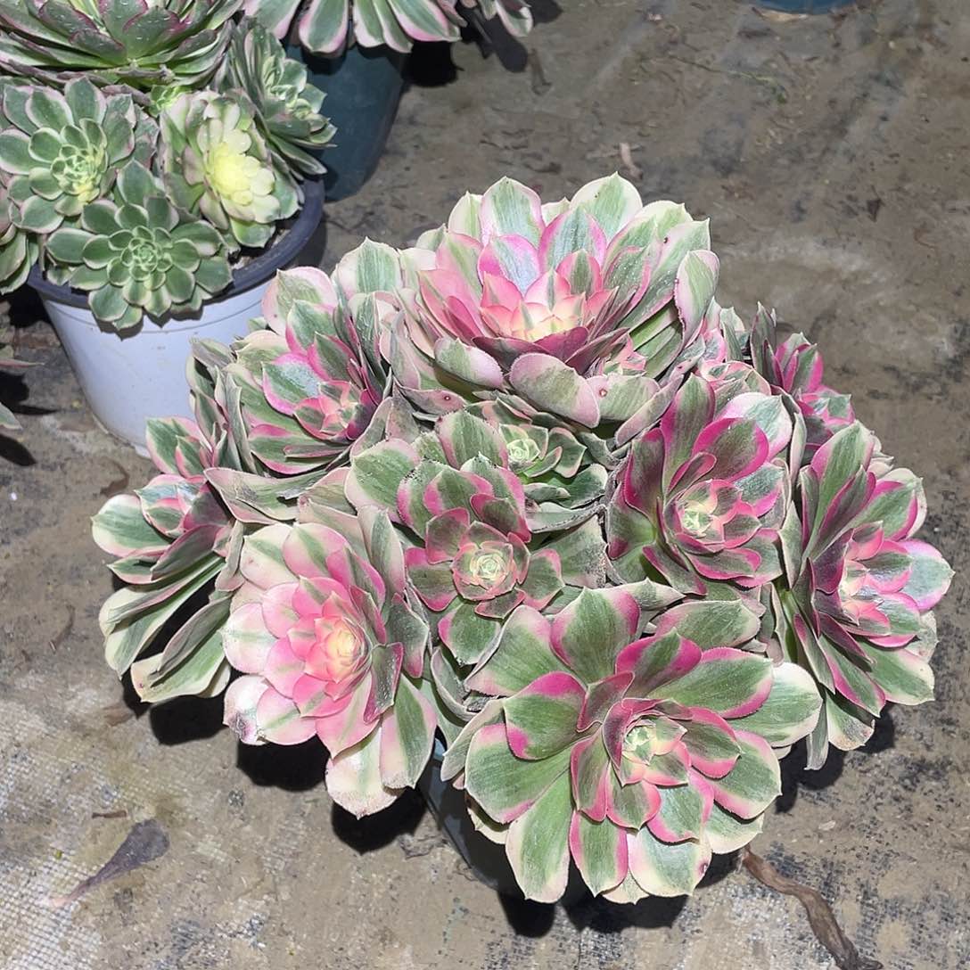 637法师植物粉女郎