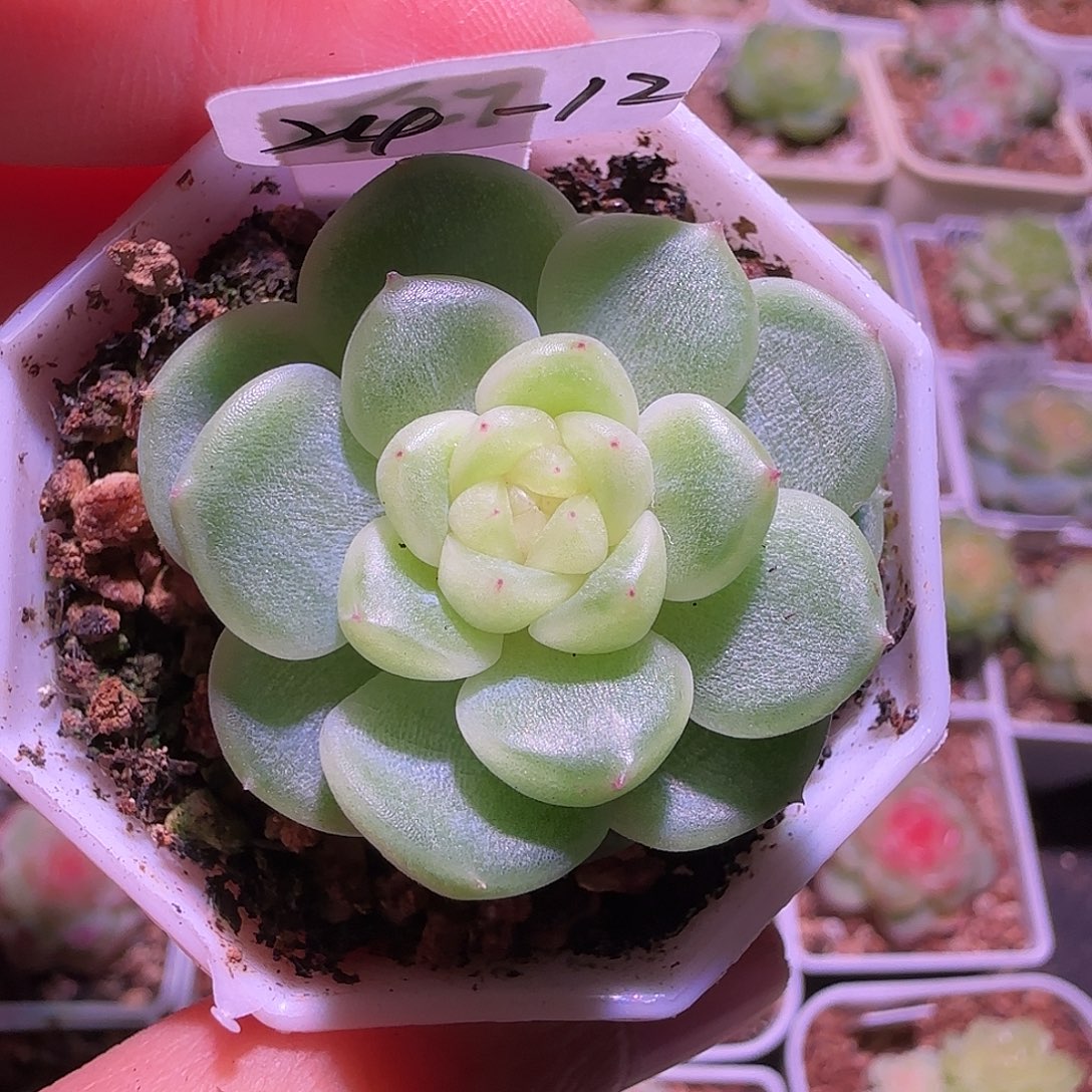 24-12千金黄金财富CF27